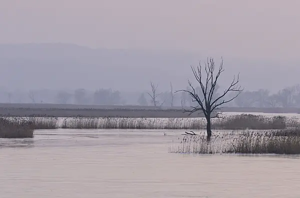 564262 - Tree on a flooded and frozen polder meadow, Lower Oder Valley National Park, Germany
