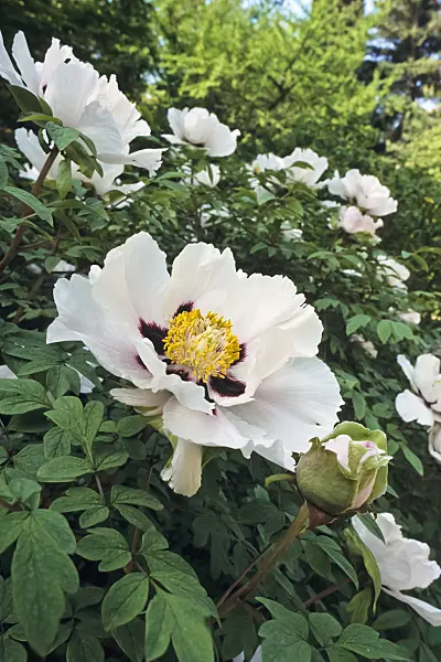390048 - Tree peony (Paeonia rockii syn. Paeonia suffruticosa subsp. rockii)