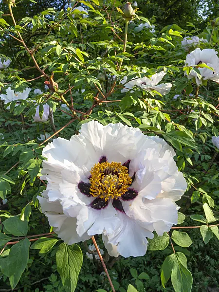 448062 - Tree peony (Paeonia rockii syn. Paeonia suffruticosa subsp. rockii)