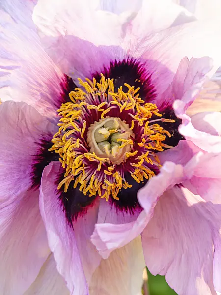 448065 - Tree peony (Paeonia rockii syn. Paeonia suffruticosa subsp. rockii)