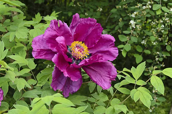 496146 - Tree peony (Paeonia rockii syn. Paeonia suffruticosa subsp. rockii)