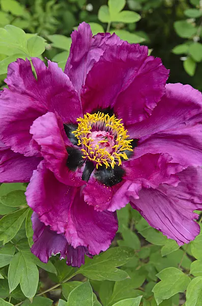496147 - Tree peony (Paeonia rockii syn. Paeonia suffruticosa subsp. rockii)