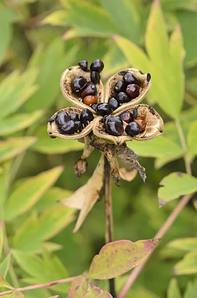 535083 - Tree peony (Paeonia rockii syn. Paeonia suffruticosa subsp. rockii)