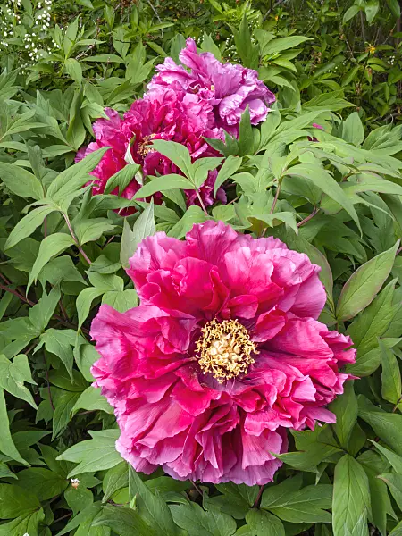 413010 - Tree peony (Paeonia suffruticosa)