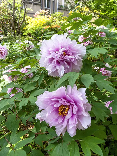 437224 - Tree peony (Paeonia suffruticosa)