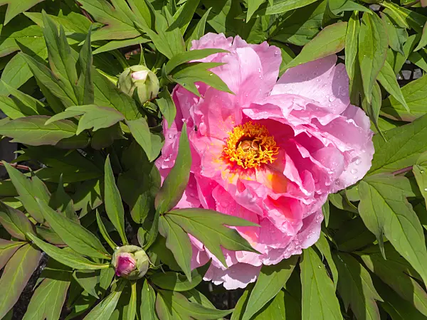 437415 - Tree peony (Paeonia suffruticosa)