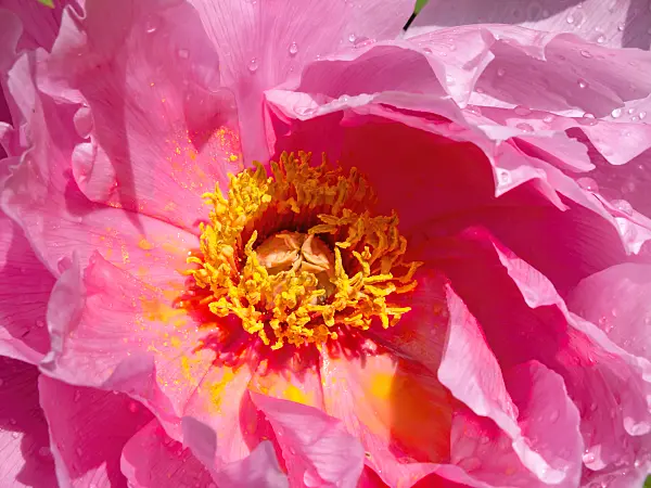 437416 - Tree peony (Paeonia suffruticosa)