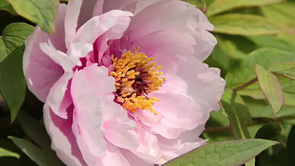 496155 - Tree peony (Paeonia suffruticosa)