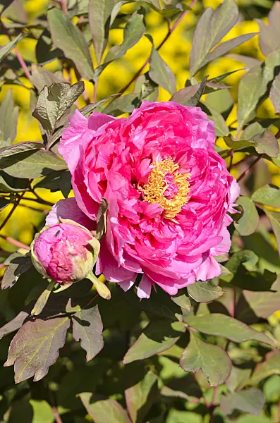 556028 - Tree peony (Paeonia suffruticosa 'Beauté de Twickel')