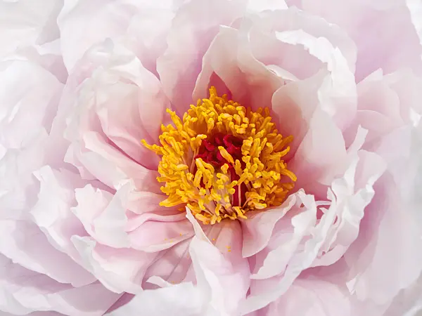 437319 - Tree peony (Paeonia suffruticosa 'Kaoh')