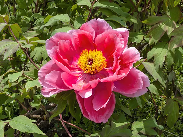 437437 - Tree peony (Paeonia suffruticosa 'Shichifukujin')