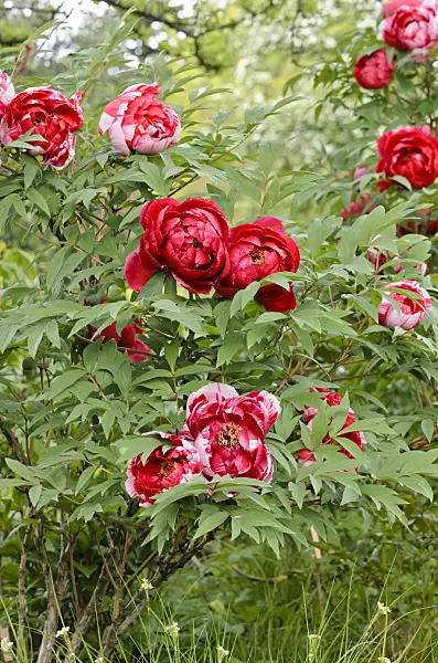 531127 - Tree peony (Paeonia suffruticosa 'Shimanishiki')