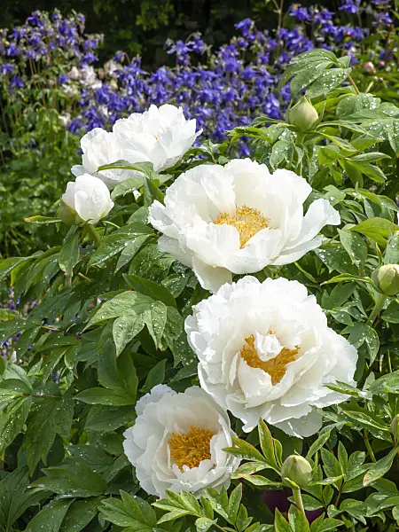 437316 - Tree peony (Paeonia suffruticosa 'Teni') and columbine (Aquilegia)