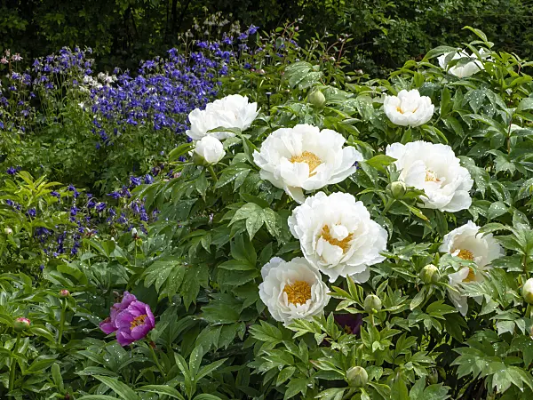 437318 - Tree peony (Paeonia suffruticosa 'Teni') and columbine (Aquilegia)