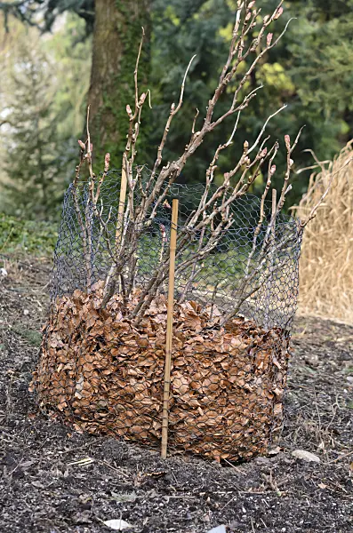 529094 - Tree peony (Paeonia suffruticosa) with winter protection
