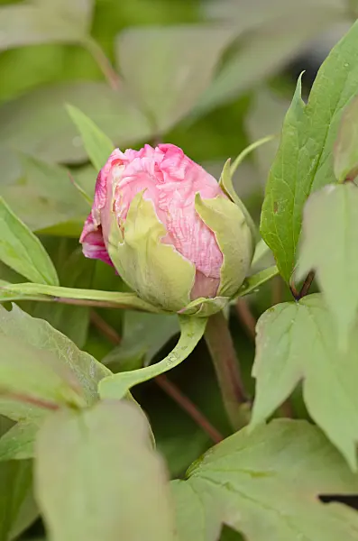 531102 - Tree peony (Paeonia suffruticosa 'Yaezakura')
