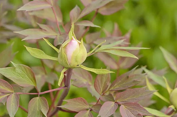 531124 - Tree peony (Paeonia suffruticosa 'Yaezakura')