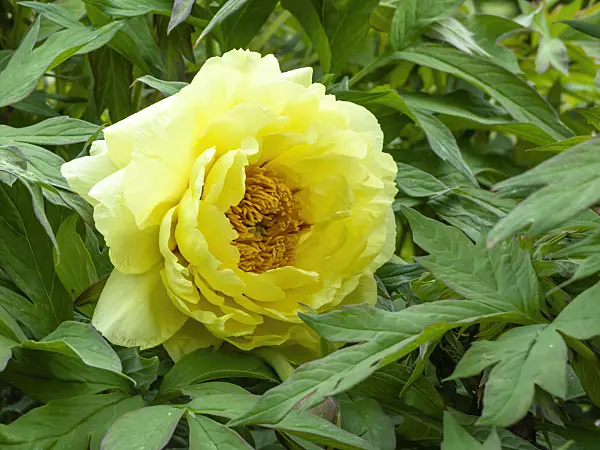 437441 - Tree peony (Paeonia x lemoinei 'High Noon')