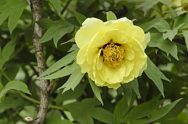 496067 - Tree peony (Paeonia x lemoinei 'High Noon')
