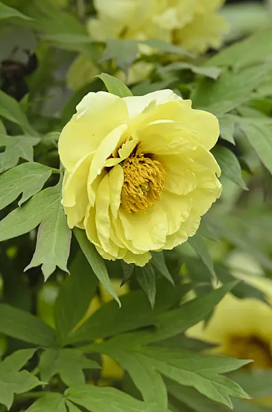 496068 - Tree peony (Paeonia x lemoinei 'High Noon')