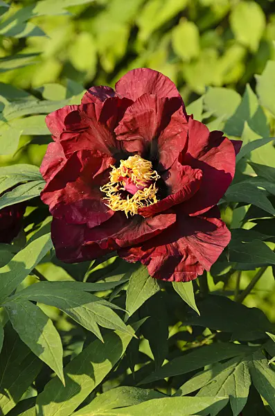 496104 - Tree peony (Paeonia x lemoinei 'Iphigenie')