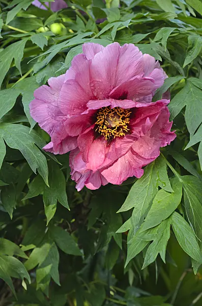 496093 - Tree peony (Paeonia x lemoinei 'Leda')