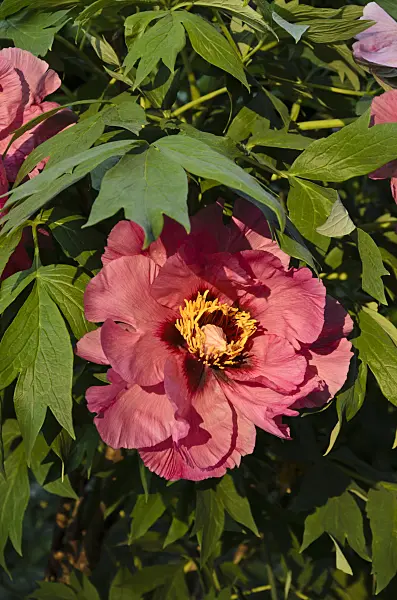 496105 - Tree peony (Paeonia x lemoinei 'Leda')
