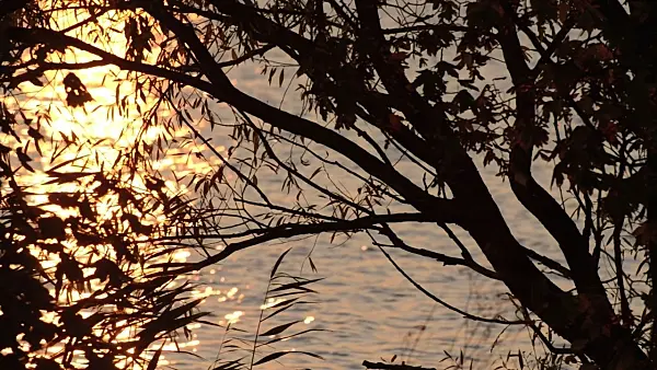 501186 - Tree silhouette at sunset