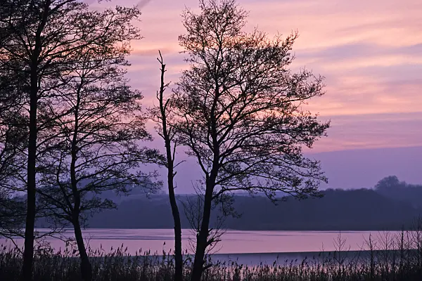 372025 - Tree silhouettes at sunset, Usedom, Germany