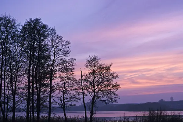 372026 - Tree silhouettes at sunset, Usedom, Germany