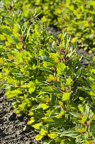 496289 - Tree spinach (Chenopodium giganteum 'Magentaspreen')