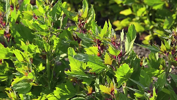 496299 - Tree spinach (Chenopodium giganteum 'Magentaspreen')