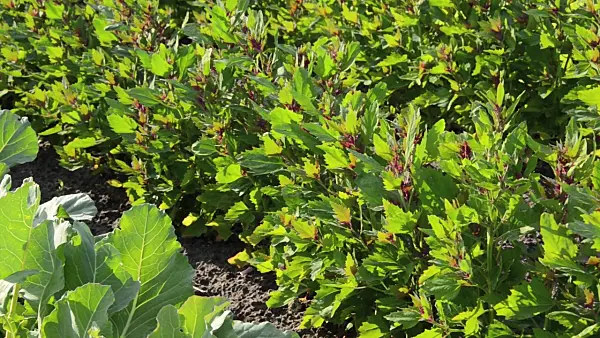 496300 - Tree spinach (Chenopodium giganteum 'Magentaspreen')
