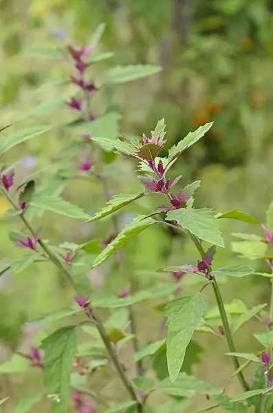 523132 - Tree spinach (Chenopodium giganteum 'Magentaspreen')