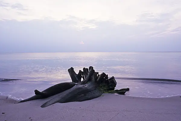 369003 - Tree stump on the shore, Vorpommersche Boddenlandschaft National Park, Germany