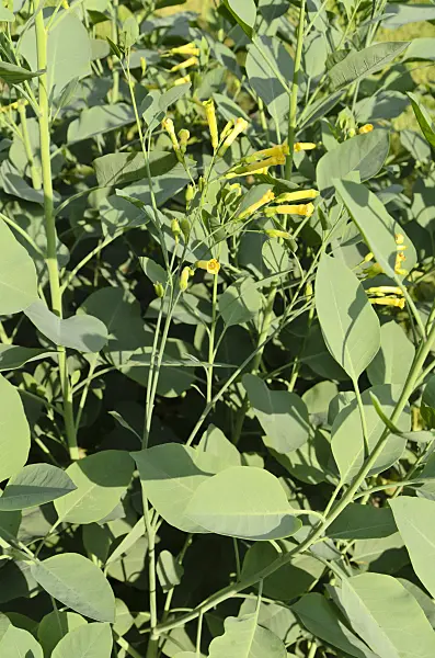499016 - Tree tobacco (Nicotiana glauca)