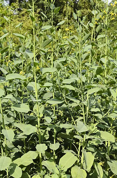 499017 - Tree tobacco (Nicotiana glauca)