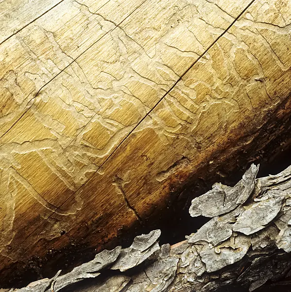 250002 - Tree trunk with bark beetles tracks
