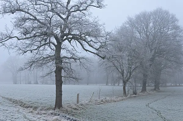 563020 - Trees and fields with hoar frost