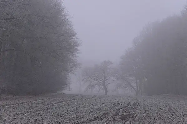 563024 - Trees and fields with hoar frost