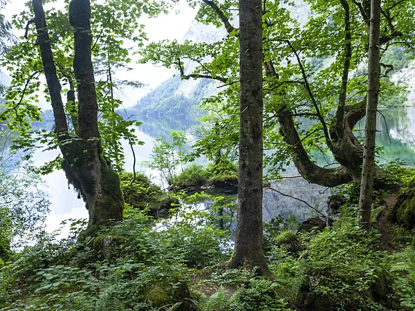 439160 - Trees at Lake Obersee, Berchtesgaden National Park, Germany