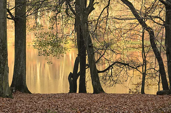 525450 - Trees at the Hellsee, Biesenthaler Becken Nature Reserve, Brandenburg, Germany