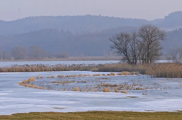 564258 - Trees on a flooded and frozen polder meadow, Lower Oder Valley National Park, Germany