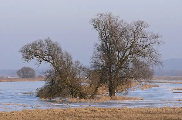 564259 - Trees on a flooded and frozen polder meadow, Lower Oder Valley National Park, Germany