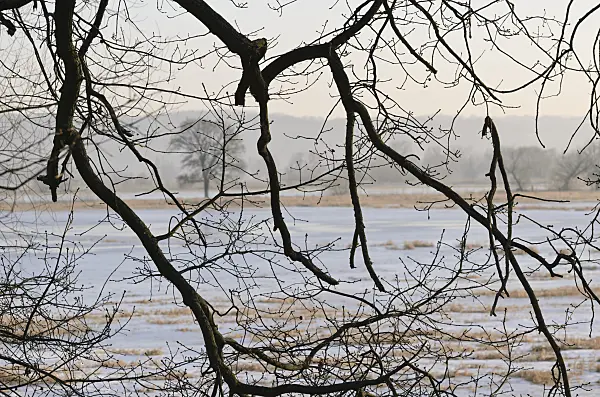 565001 - Trees on a flooded and frozen polder meadow, Lower Oder Valley National Park, Germany