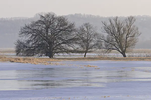 565002 - Trees on a flooded and frozen polder meadow, Lower Oder Valley National Park, Germany