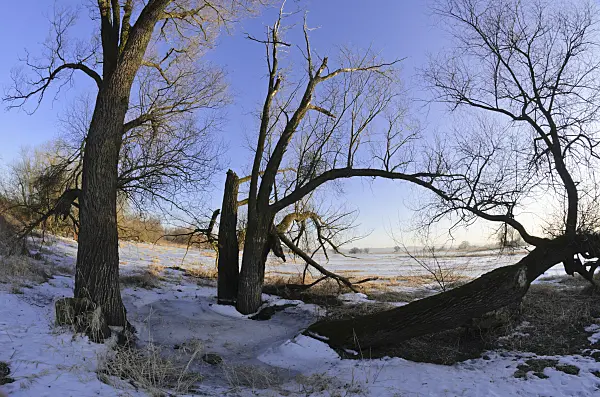 565003 - Trees on a flooded and frozen polder meadow, Lower Oder Valley National Park, Germany