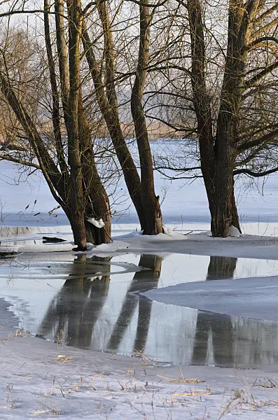 565006 - Trees on a flooded and frozen polder meadow, Lower Oder Valley National Park, Germany