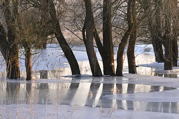 565007 - Trees on a flooded and frozen polder meadow, Lower Oder Valley National Park, Germany