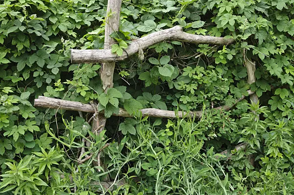 472421 - Trellis made of strong branches